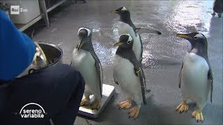 L'acquario di Genova - Sereno Variabile 09/12/2017