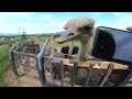 around japan part 31 niseko ostrich farm hirafu motovlog