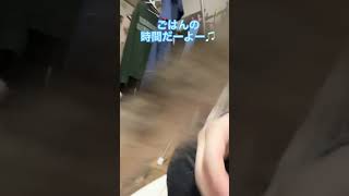 コアラの被り物をした猫にごはんの唄を歌ったら…#shorts