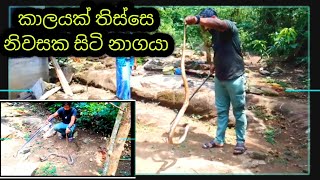 හැව ඇරිමට  සිටි නාගයා/snake saver kelum sri lanka (sri lanka cobra )