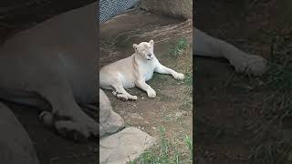 残夏🍆⑮ホワイトライオン・白獅子・リズムちゃん・沖縄こどもの国・・・White_Lion・Okinawa Zoo \u0026 Museum(20220921)