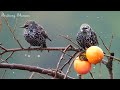 beautiful birds melody ~ healing music to relieve stress fatigue depression negativity 🕊️