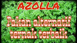 Azolla As The Most Profitable Alternative Animal Feed