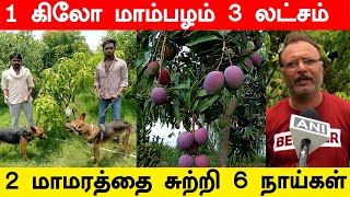 World's Most Expensive Mango | Oneindia Tamil