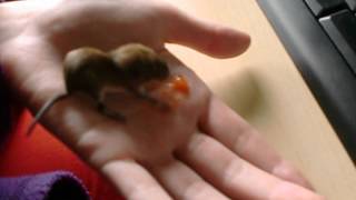 Sjors de baby muis