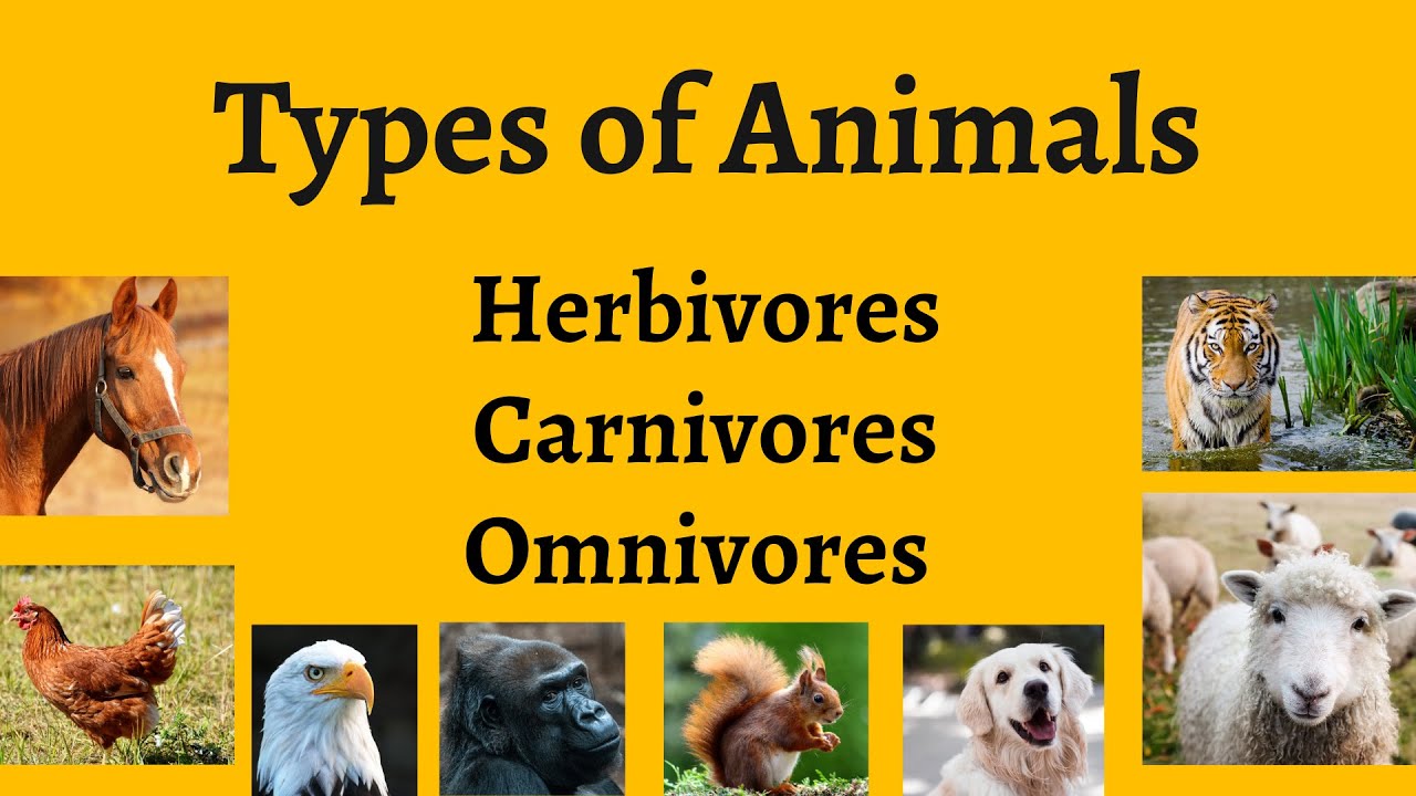 Types Of Animals Herbivores Carnivores Omnivores | Types Of Animals ...