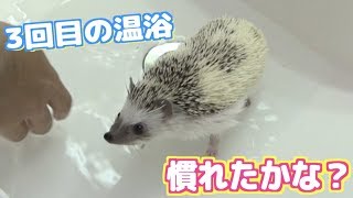 【ハリネズミ】タヌちゃんの３回目の温浴！慣れたかな？