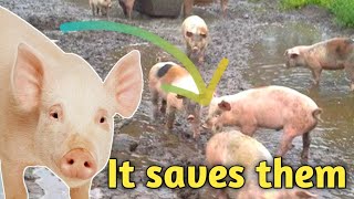 This Is Why Pigs Can't Live Without Mud