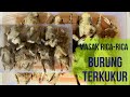 CARA MASAK BURUNG TEKUKUR YANG LEZAT | TEKUKUR BUMBU RICA-RICA PEDAS MANTAP