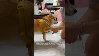 Nana:我超棒！回家都會給馬麻擦腳腳🦶 #柴犬 #萌寵 #reels #狗狗 #狗 #vlog #shortvideo