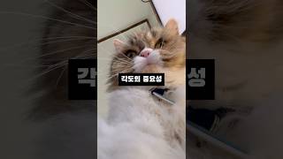 별이 각도의 중요성💕 #별이 #고양이 #고양이일상