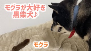 【仲良しコンビ】モグラの事が大好きな黒柴犬！側から離れようとしません笑