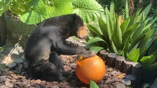 朝ご飯を食べるキョウコさん【‎2024年‎8月12日】【上野動物園】マレーグマ