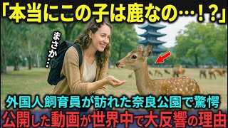 【海外の反応】「日本の鹿ってこんなに賢いの？」奈良公園を訪れた外国人獣医が鹿に感動した理由【驚きの光景】【日本称賛】