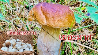 เก็บเห็ดผึ้งหวานSteinpilze 🍄ป่าแห้งกะได้เต็มตร้าเวิงเดียว21ดอกหมานๆจ้า10.9.20