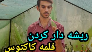 راز ریشه دار کردن قلمه کاکتوس 🌵