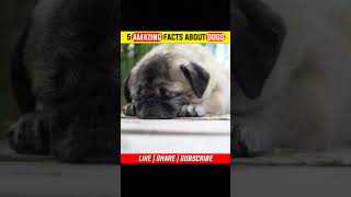 5 AMAZING FACTS ABOUT DOGS🐕 | FACT ABOUT CUTE DOGS🐶 |#shorts #dog