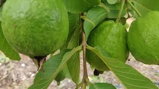 Israel Technology for saving water and growing Lucknow 49 Guava