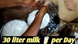 HF Cow Live Milking .25 liter milk produce A HF cow.Hf Cow Milking by Hand (must watch full video)