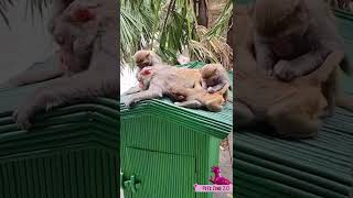 Funny animals video – funniest monkeys ever! #Shorts