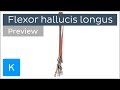 Functions of the flexor hallucis longus muscle (preview) - 3D Human Anatomy | Kenhub