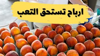 دراسة جدوى مشروع تجفيف الفواكه والخضروات |  افكار مشاريع