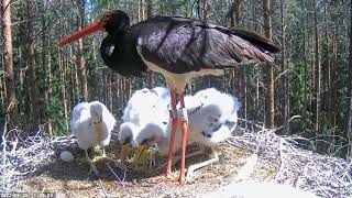 Must toonekurg: ciconia nigra:: Karl brings water to the chicks. 25.06.22