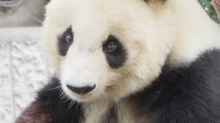 美味しそうに食べるタンタン♥ 冬もずっと元気で過ごせるように🐼 #王子動物園