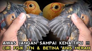 BONGKAR MISTERI PERBEDAAN KELAMIN JANTAN DAN BETINA ANIS MERAH DIPASAR BURUNG PRAMUKA