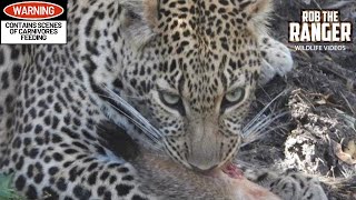 Leopard Eats A Mongoose! | Maasai Mara Safari | Zebra Plains
