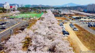 울산울주 #작천정 벚꽃길,#꽃길(Cherry Blossom Road at Jakcheonjeong in Ulju, Ulsan,Flower Rd.)