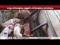 ആഫ്രിക്കന്‍ പന്നിപ്പനി ആശങ്ക ഫാമുടമകള്‍ക്ക് വന്‍ നഷ്ടം thrissur african swine fever