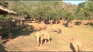 These Elephants React When They Hear The Sound Of Other Elephant Chained Up - ElephantNews