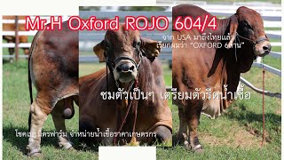 ชมกันชัดๆ ตัวเป็นๆ 🇺🇸 Mr.H Oxford ROJO 604/4 [พร้อมข้อมูล]