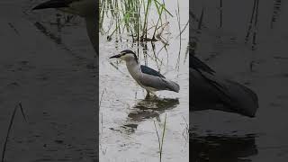 #새#탐조#해오라기#수원#일월저수지#1분 명상#1분 자연#1분 화이트 스페이스#black-crowned night heron#Nycticorax nycticorax#