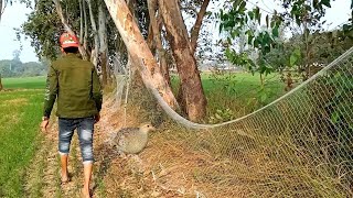 तीतर पकड़ने का देसी तरीका | grey francolin catching