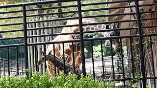 とべ動物園キリンの親子