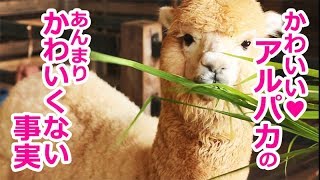 かわいいアルパカのかわいくない事実【どうぶつトリビア】