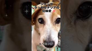 【トリミングサロン】可愛い❤️ジャックラッセルテリア【ビフォーアフター】  #トイプードル # dog grooming JAPAN#大変身#犬#love#dog  #SIBA #いぬ