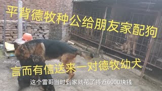 平背德牧种公配朋友家的大母狗，言而有信送来一对平背德牧幼犬