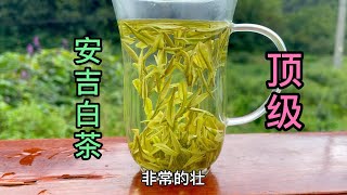 大鹏来到安吉白茶原产地，收下40斤顶级茶，芽头一颗颗犹如瓜子