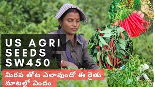 US agri seeds sw450 మిరప రకం గురించి ఈ రైతు నీ అడిగి తెలుసుకుందాం #raithulu #agritech #2024