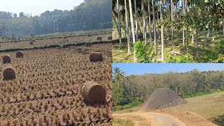 കൊയ്ത്തു കഴിഞ്ഞ നെൽപാടവും രാവിലത്തെ കുറച്ച് വിശേഷങ്ങളും.കൂടെ എളുപ്പത്തിൽ ഒരു പലഹാരവും👌👍