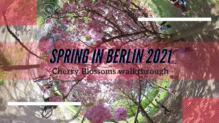 ASMR Walkthrough On The Street Full Of Cherry Blossoms. 360°  NorwegerStr, Berlin Spring 2021 4K VR