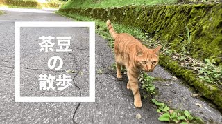 散歩猫,猫と散歩する動画,散歩のお供,猫と一緒に散歩,猫が散歩する動画,散歩に行くと猫が先行で歩きたがる,茶豆の散歩,森猫,茶トラ猫,猫動画, 山中湖村の森に移住,地方移住, no83@bokuchamame