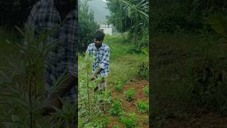 மாமா சீக்கிரம் கீரை #viralvideo #agriculture #vivasayee #farming #keerai  #food #farmingmethod