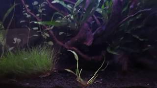 Aqua one aquanano 60 tropical aquarium planted tank tour Dainty corydoras