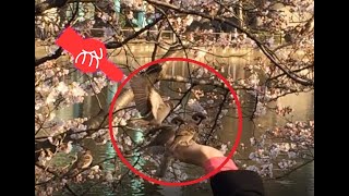 【ん？】手乗りスズメ！？お花見★上野公園★不忍池【東京観光】