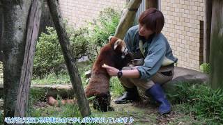 【園館のミカタ】レッサーパンダさんのブラッシング＠平川動物公園♪