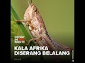 Kala Afrika Diserang Belalang | HISTORIA.ID